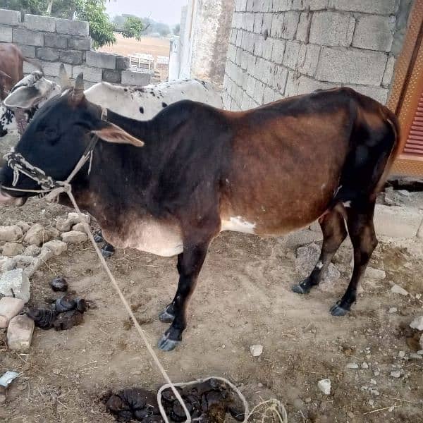 cow for sale 3