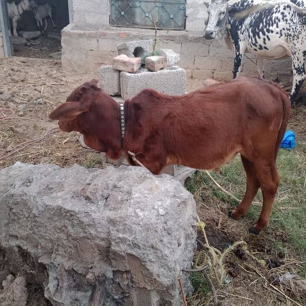 cow for sale 4