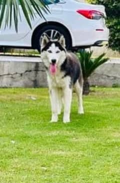 beautiful syberian huskies up  for sale