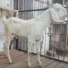 goat/bakra