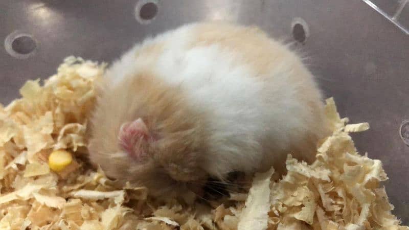 Syrian hamster 1