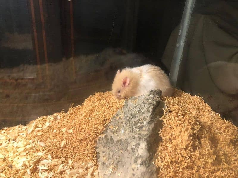 Syrian hamster 3