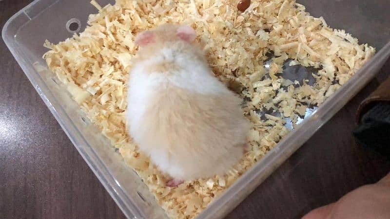 Syrian hamster 4