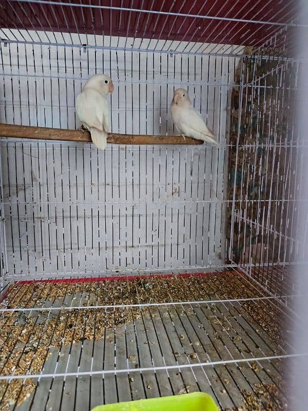 Albino , Cremino , Decino , Parblue split Ino | Brdsetp | Breeder pair 2