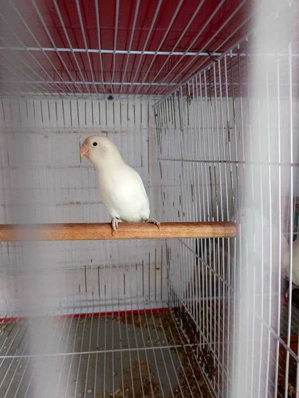 Albino , Cremino , Decino , Parblue split Ino | Brdsetp | Breeder pair 4