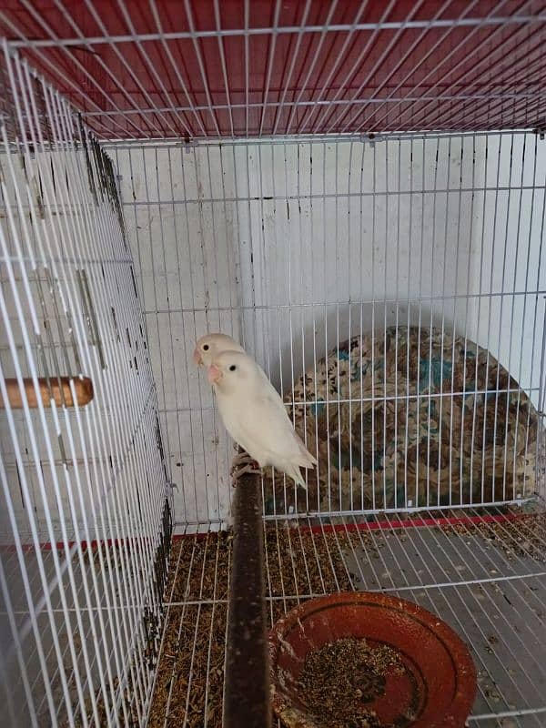 Albino , Cremino , Decino , Parblue split Ino | Brdsetp | Breeder pair 5