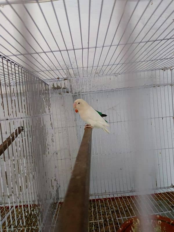 Albino , Cremino , Decino , Parblue split Ino | Brdsetp | Breeder pair 6