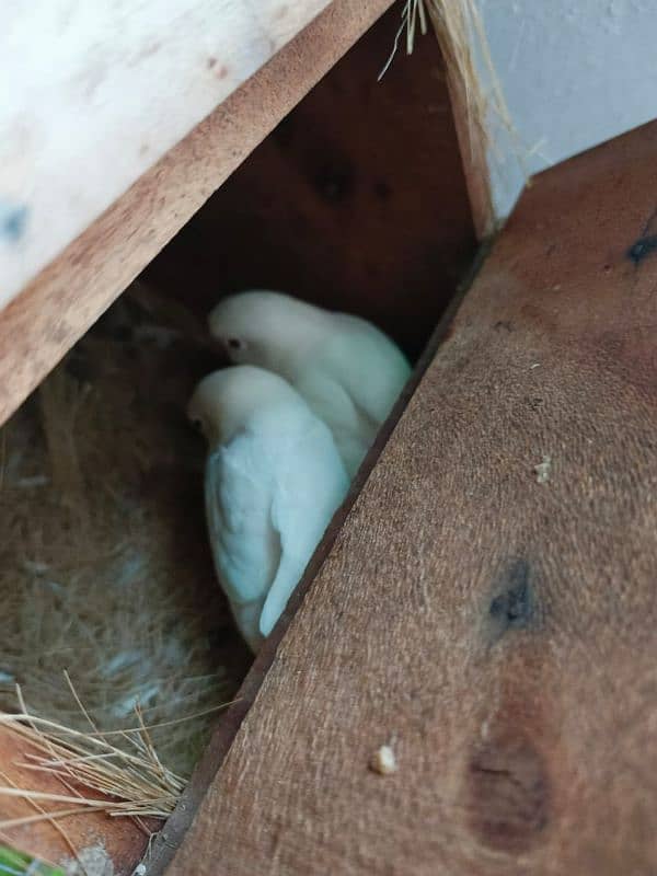 Albino , Cremino , Decino , Parblue split Ino | Brdsetp | Breeder pair 10