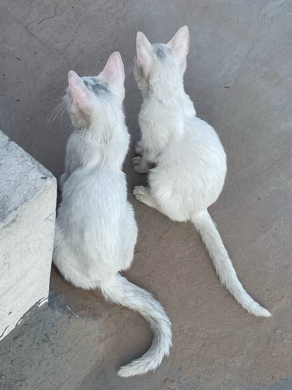 cat pair for sale 0