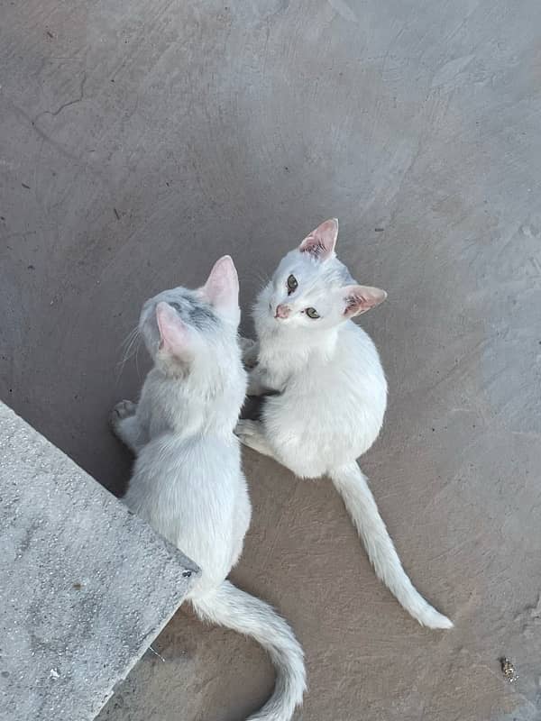 cat pair for sale 1