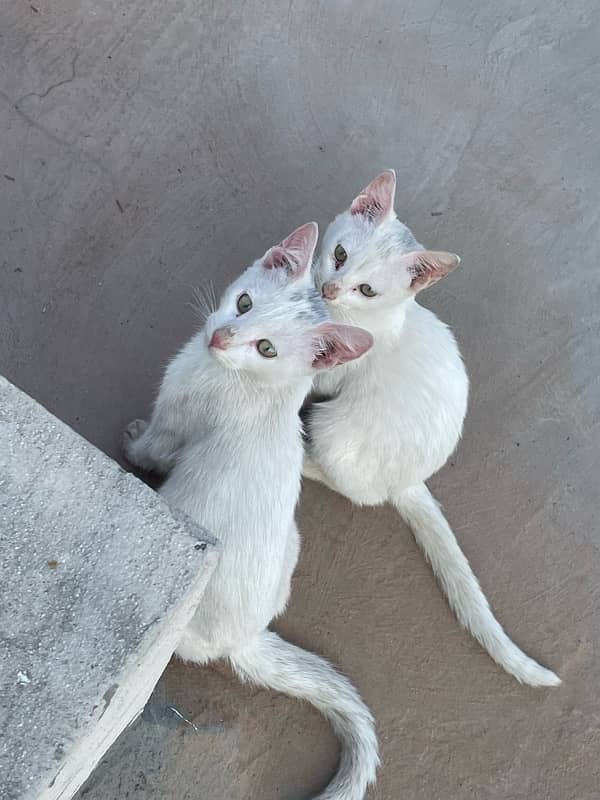 cat pair for sale 2