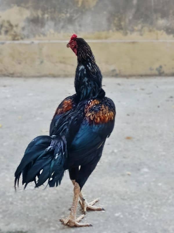 Aseel Mianwali Breed 1