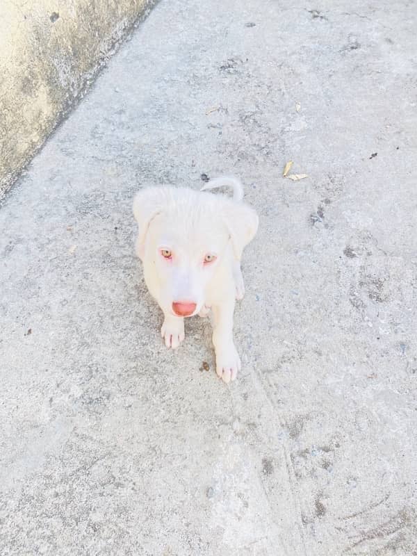 labrador Mix breed 2