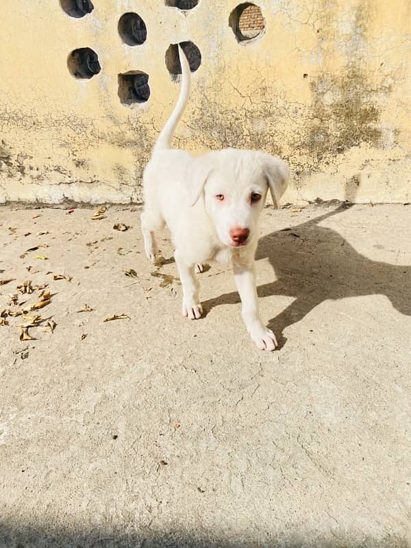 labrador Mix breed 6