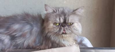 cfa peke bloodline female cat