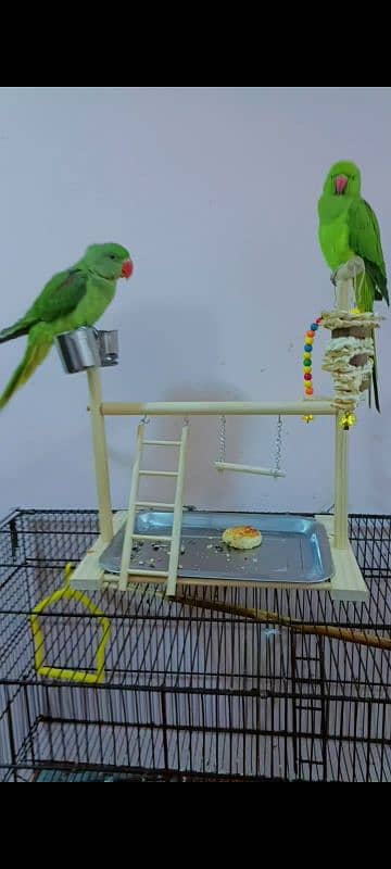 Male Raw and Female Ringneck 0