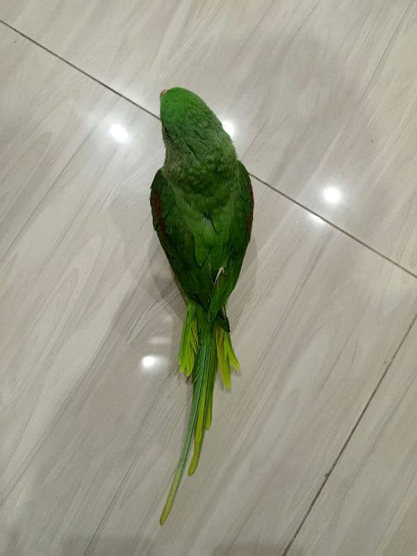 Raw parrot 2