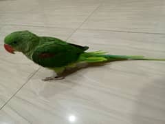 Raw parrot 0