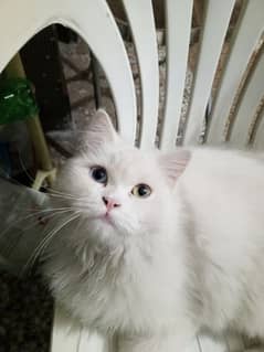 Triple coat odd eyes persian female cat for sale 03315610264 0