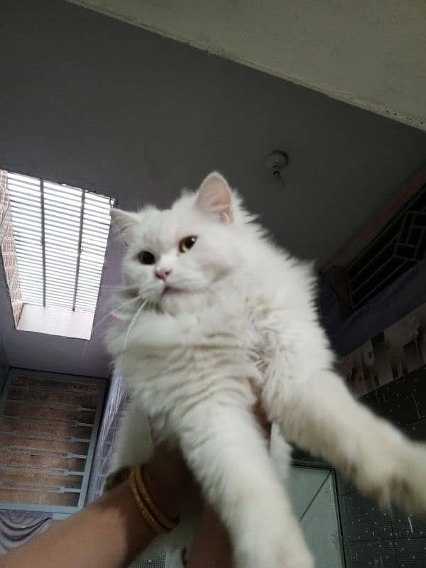 Triple coat odd eyes persian female cat for sale 03315610264 1