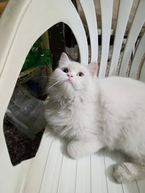 Triple coat odd eyes persian female cat for sale 03315610264 2