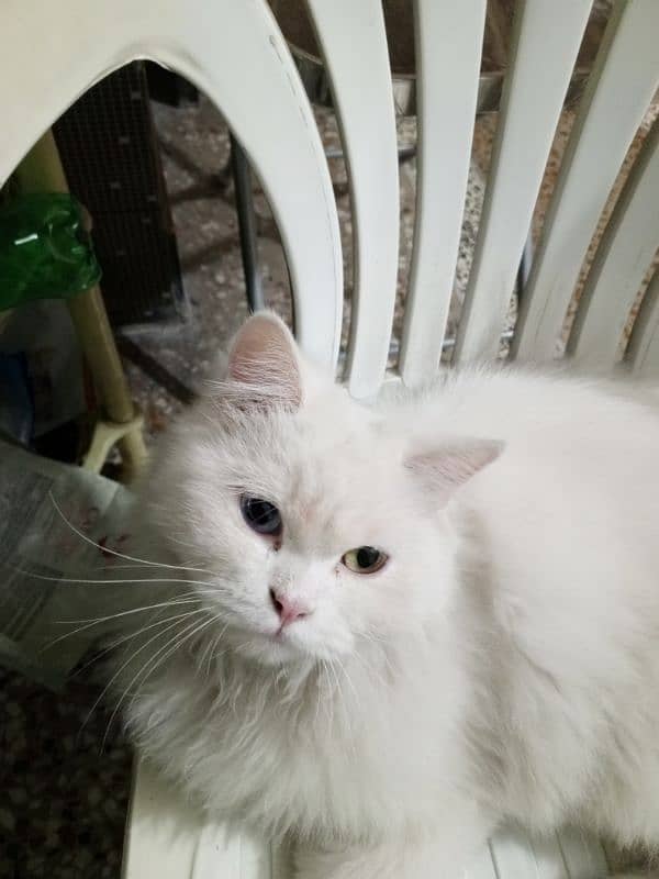 Triple coat odd eyes persian female cat for sale 03315610264 3