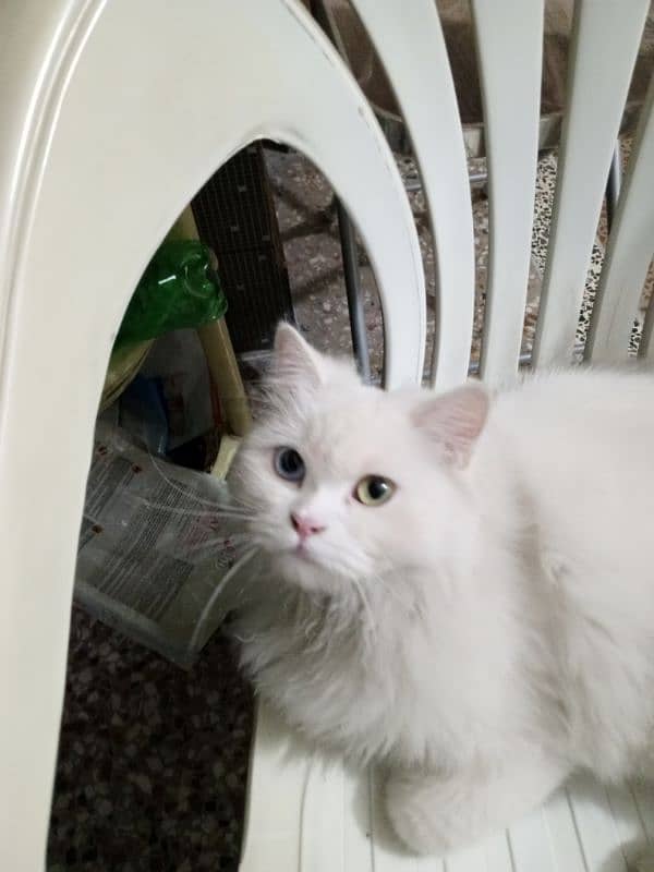 Triple coat odd eyes persian female cat for sale 03315610264 4