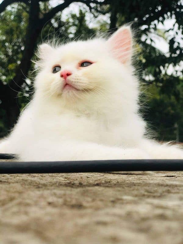 Persian cat vaccination clear for urgent sale 03484580261 1