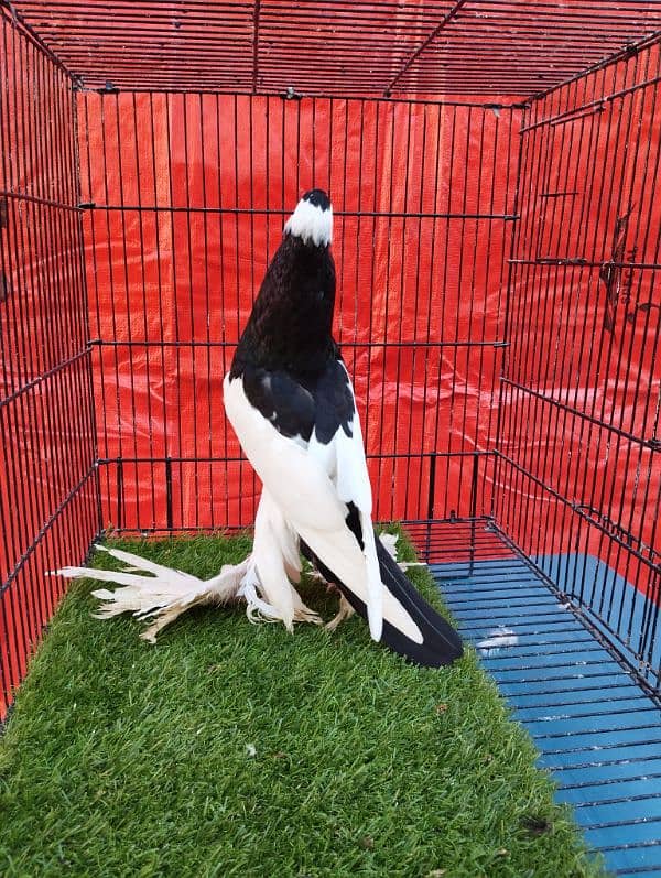 Magpie Pouter (Gubara) 0