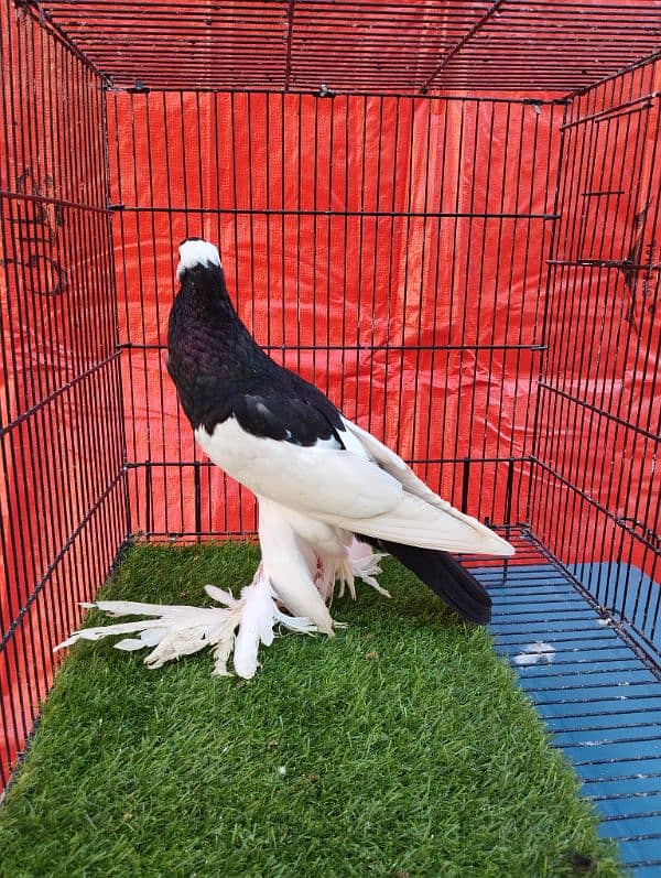 Magpie Pouter (Gubara) 1