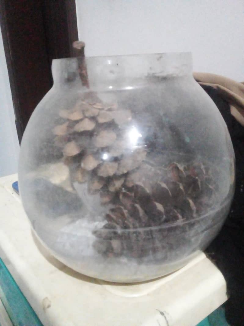 Round fish acquarium 2