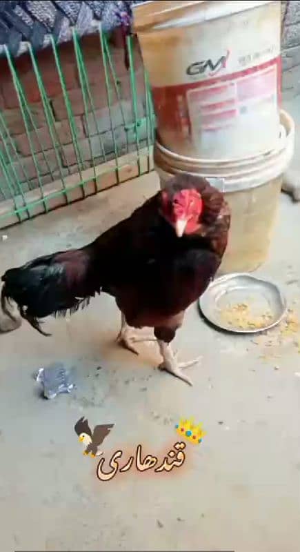 QANDHARI PARROT BEAK MIANWALI ASEEL 3