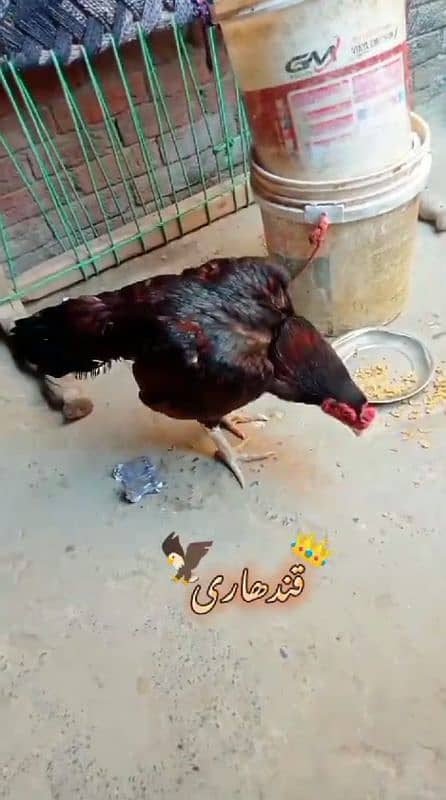 QANDHARI PARROT BEAK MIANWALI ASEEL 4