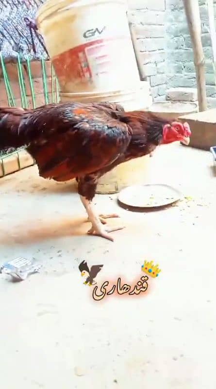 QANDHARI PARROT BEAK MIANWALI ASEEL 5