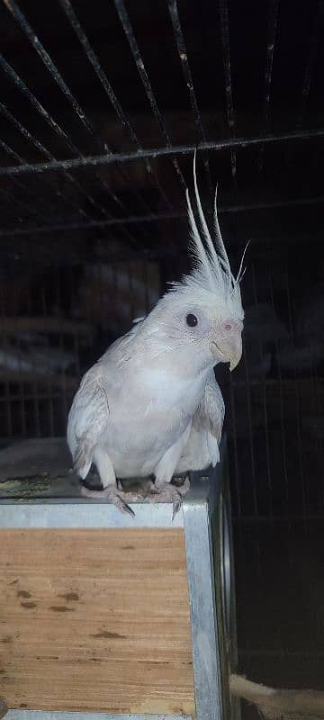 white pearl and common grey cocktail cockatiels 4