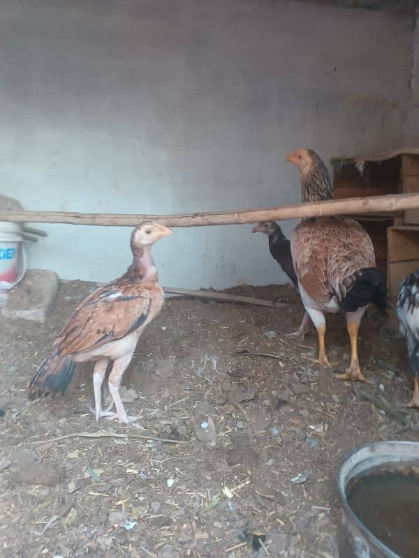 hens for urgent sale 1