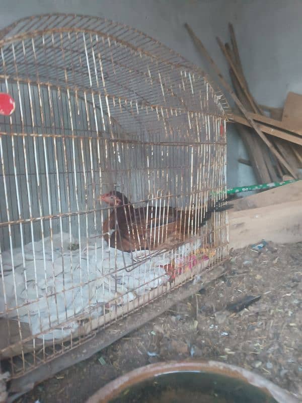 hens for urgent sale 2