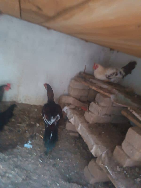 hens for urgent sale 3