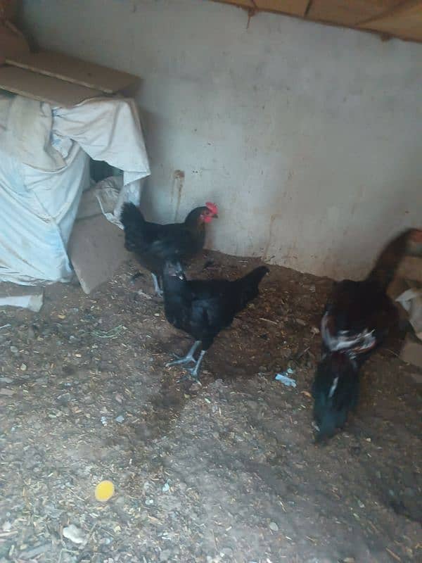 hens for urgent sale 4