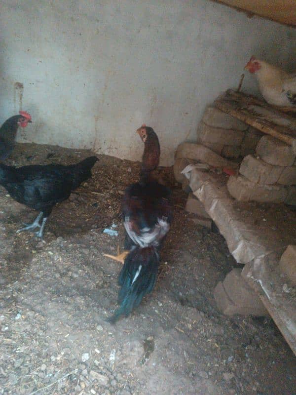 hens for urgent sale 5