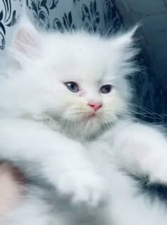 Persian kittens for sale 03287576736 call wahtasp