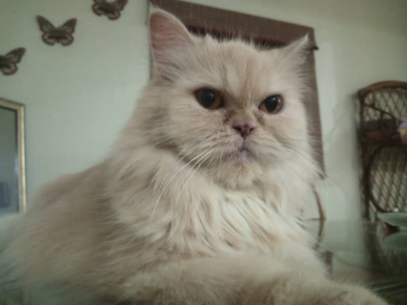 Persian cat Punch face triple coat 03103290905 0