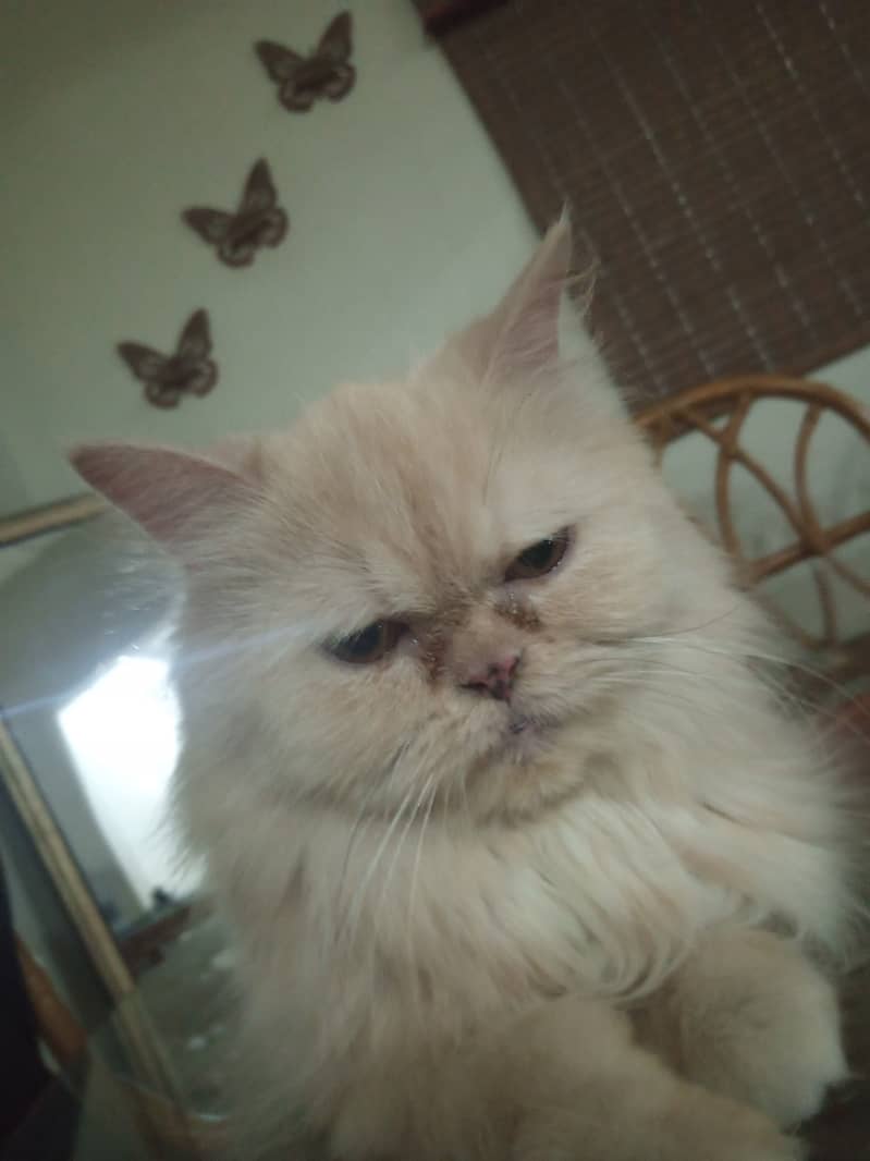 Persian cat Punch face triple coat 03103290905 4