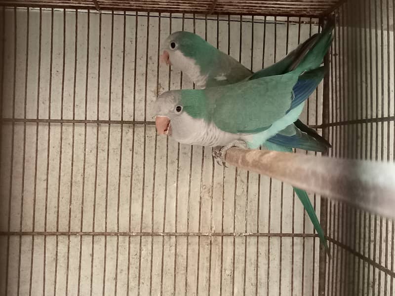 Blue Monk ready to breed pair 2