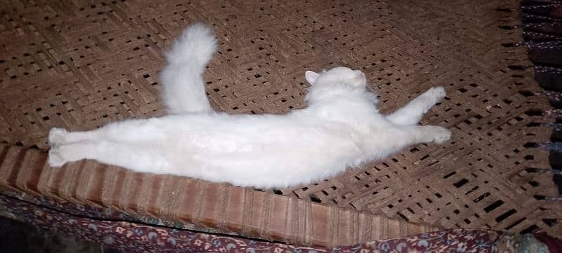 Male Cat For Sale 5000 Price Kam Ho jaegi Delivery all Over Pakistan 2