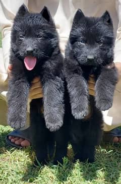 Garman shepherd puppies for sale 03287576736 call wahtasp 0