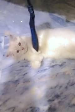 beautiful cat 2 month age h 0