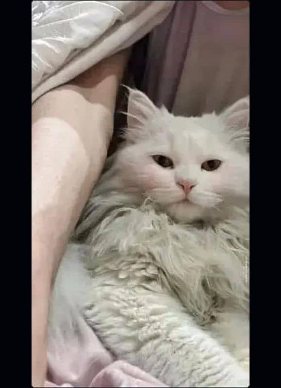 Persian male cat for sale 1