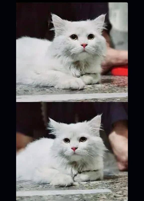 Persian male cat for sale 2