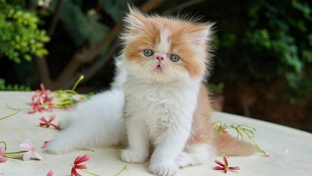 high quality kitten|Punch face Kittens|persian cat|cute|tripple|fluffy 4